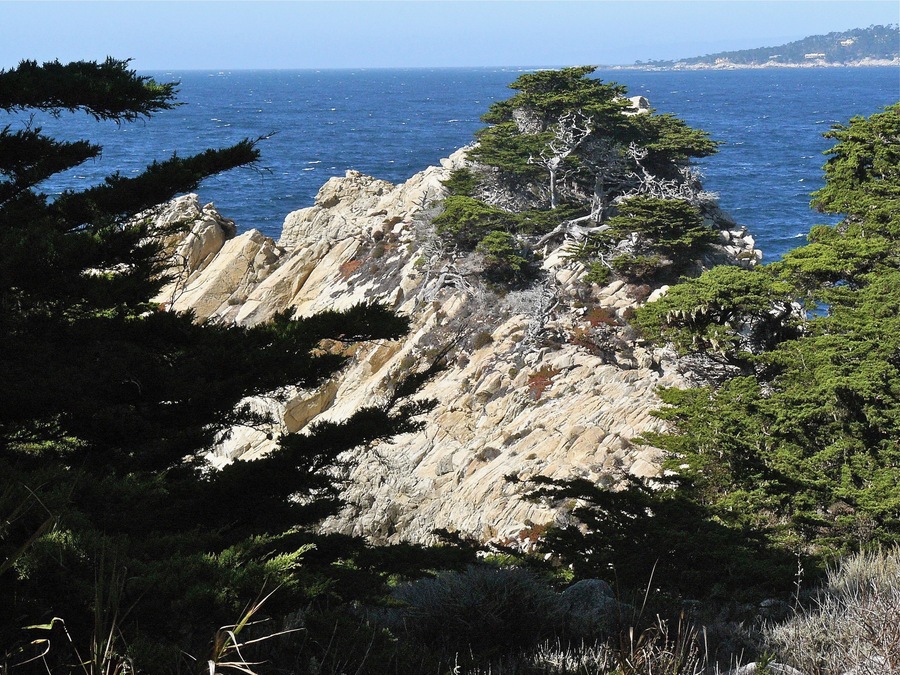 Hesperocyparis macrocarpa