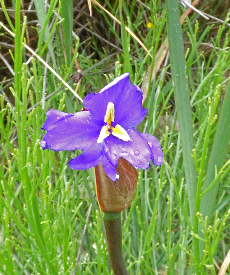 Patersonia occidentalis