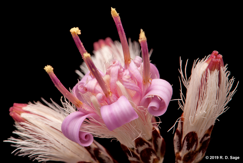 Hyalis argentea var. latisquama