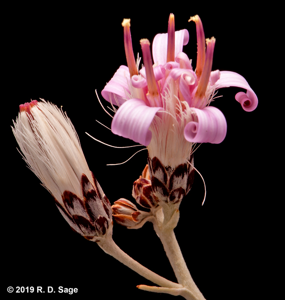 Hyalis argentea var. latisquama Hyalis argentea var. latisquama