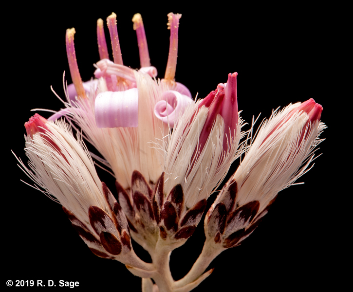 Hyalis argentea var. latisquama Hyalis argentea var. latisquama