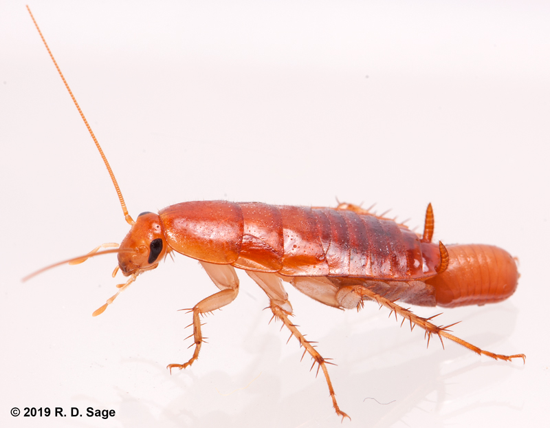 Ectobiidae cockroach, Myloxena species, Sulcophaneus menelas, hyalis argentea