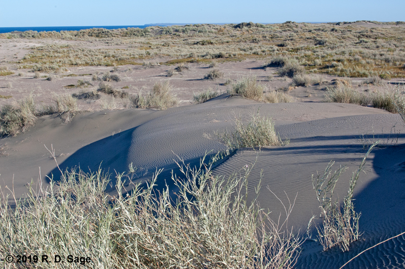 Sand dune habitat of Montagnea arenaria Sand dune habitat of Montagnea arenaria