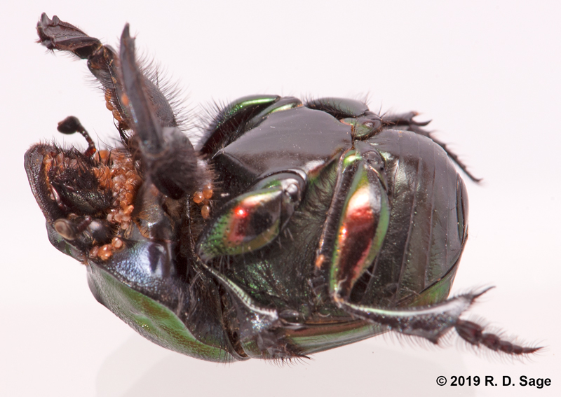 Sulcophaneus menelas Sulcophaneus menelas