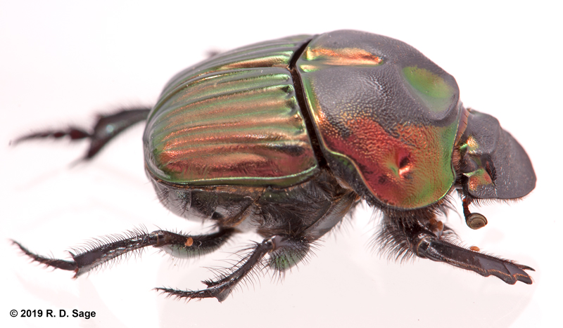 Sulcophaneus menelas Sulcophaneus menelas