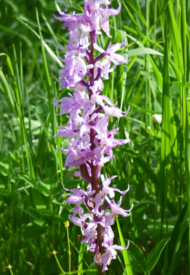 Orchis ovalis