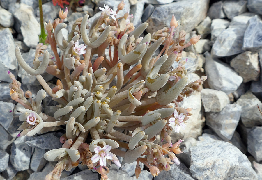 Claytonia exigua ssp. exigua Claytonia exigua ssp. exigua