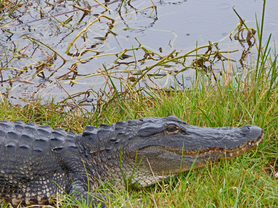 Alligator mississippiensis
