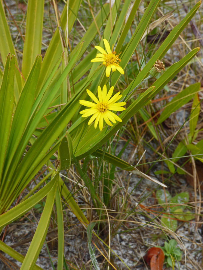 Pityopsis flexuosa