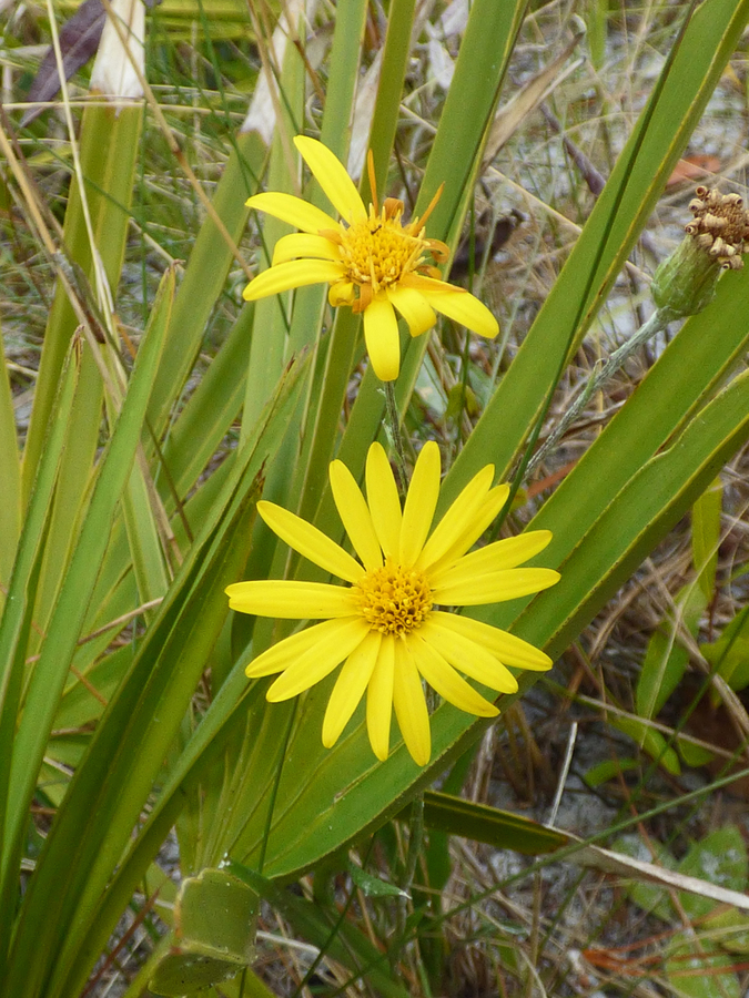 Pityopsis flexuosa