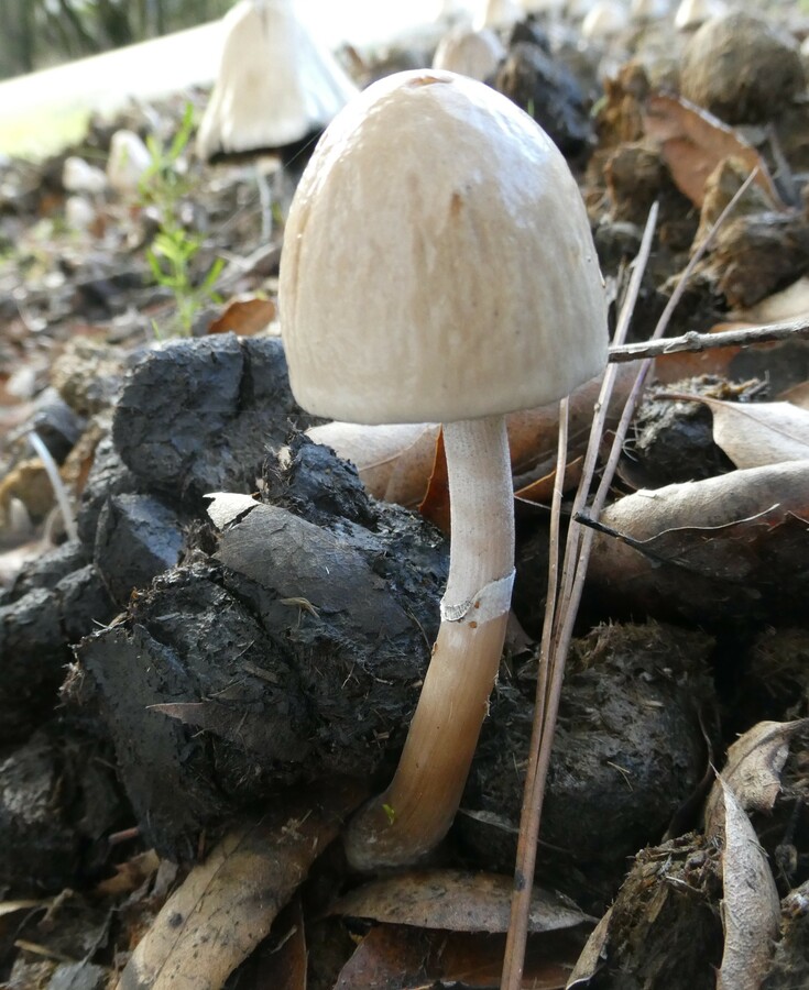 Panaeolus semiovatus