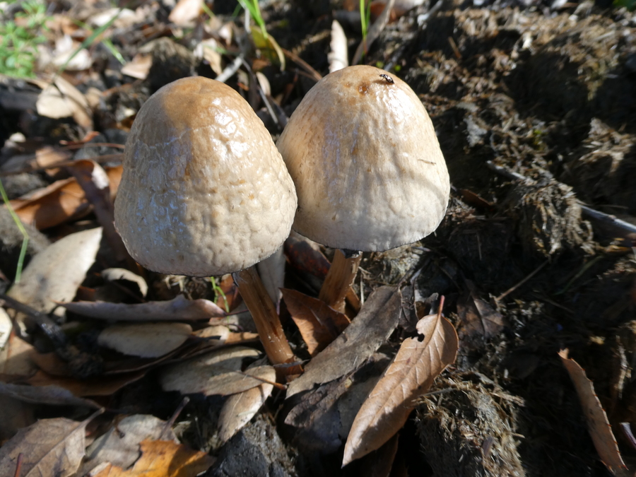 Panaeolus semiovatus