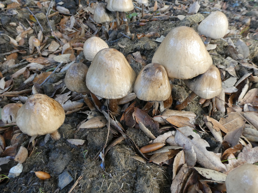 Panaeolus semiovatus