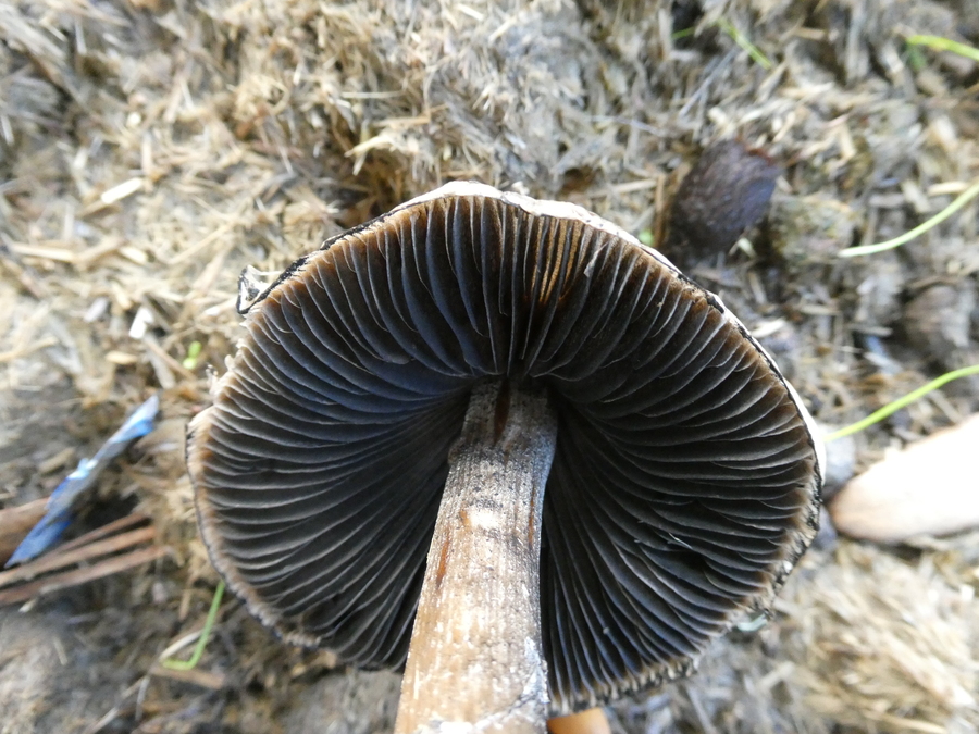 Panaeolus semiovatus
