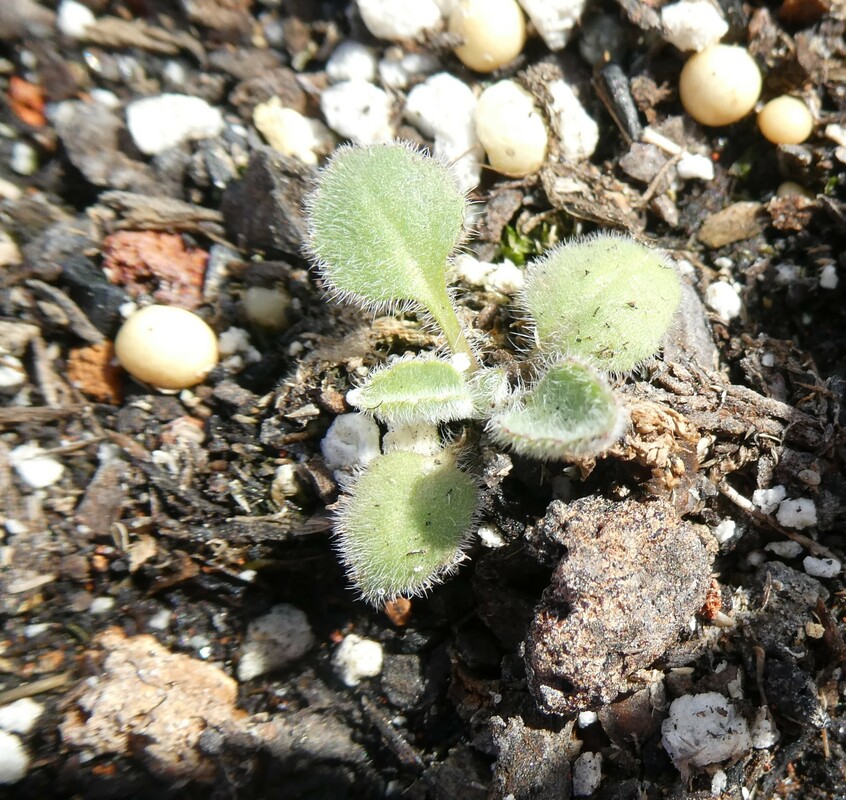 Campanula celsii ssp. celsii