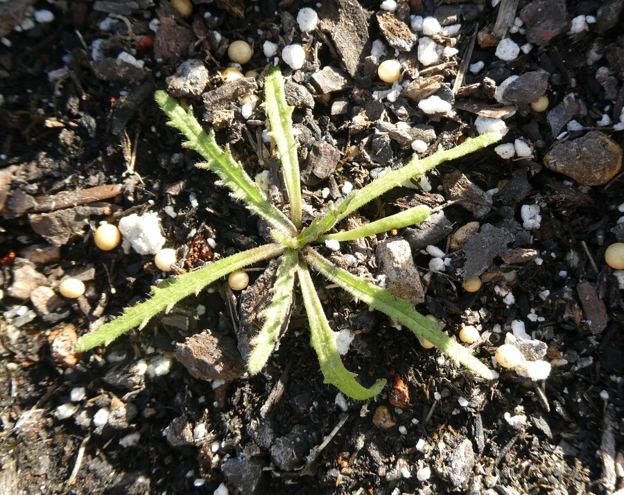Layia pentachaeta ssp. albida
