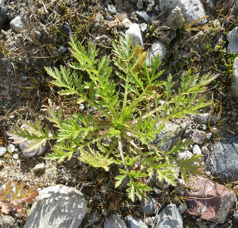 Artemisia biennis