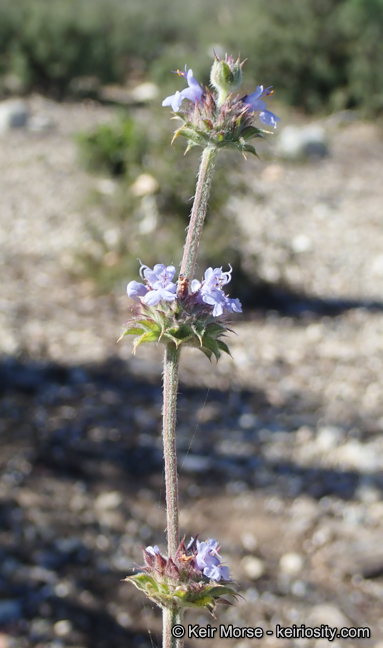 Salvia Xbernardina