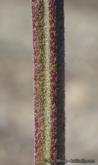 Salvia Xbernardina