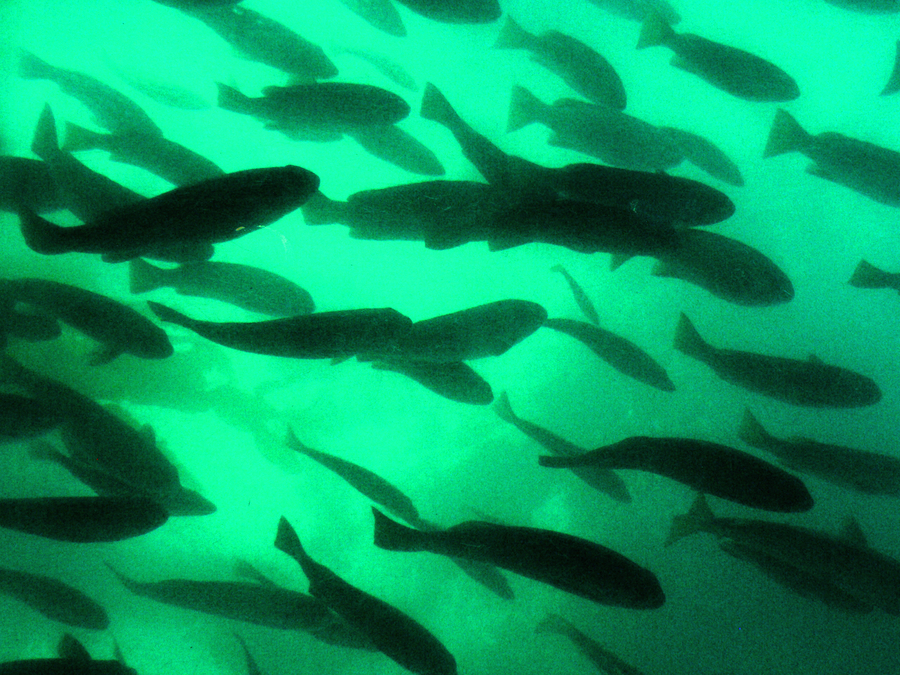 Fish seen from a glass bottom boat in Lover's Cove.