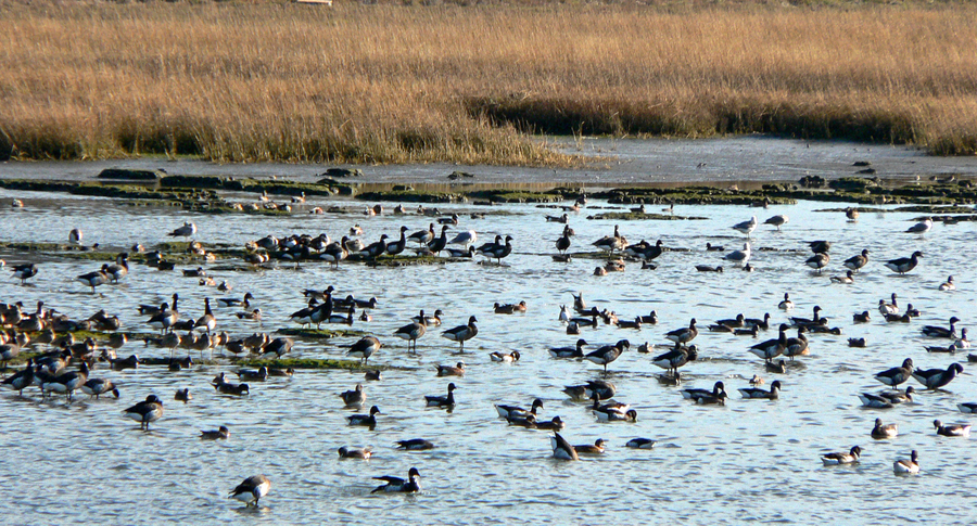 Waterfowl at power plant