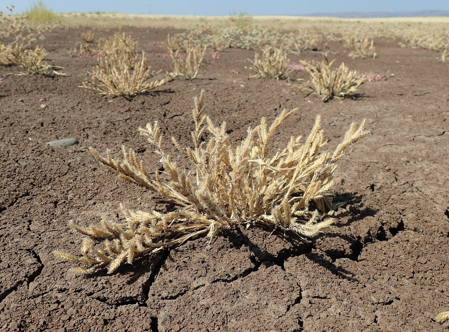 Orcuttia pilosa Orcuttia pilosa