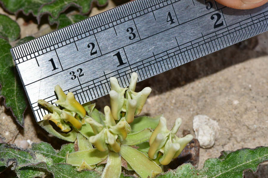 Asclepias prostrata