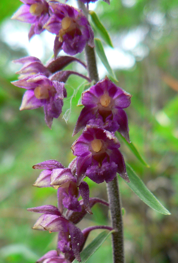 Epipactis atrorubens