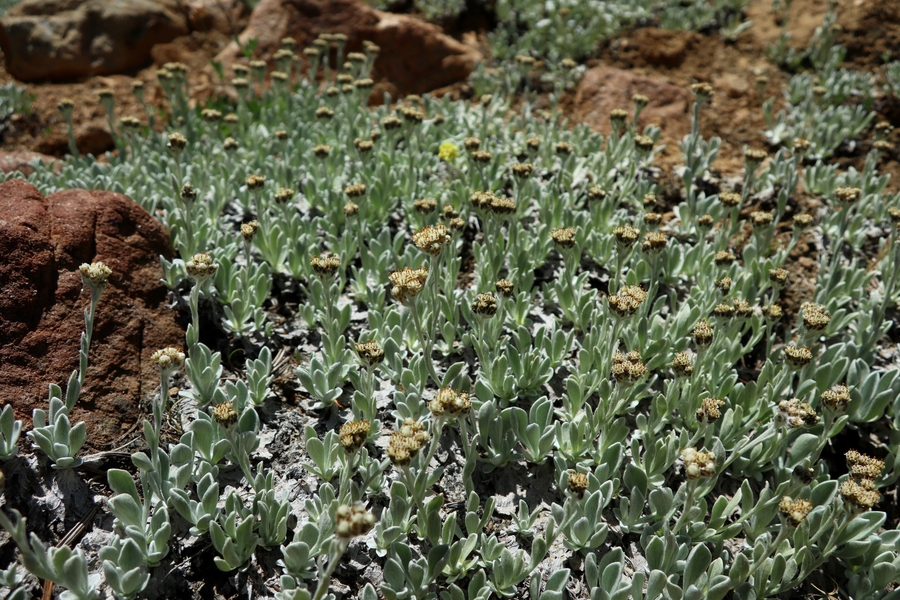 Antennaria sawyeri Antennaria sawyeri
