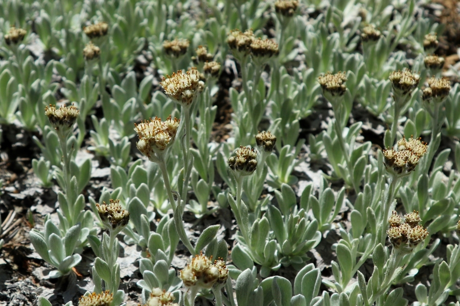 Antennaria sawyeri Antennaria sawyeri