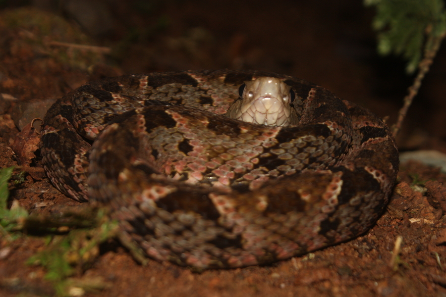 Bothrops asper