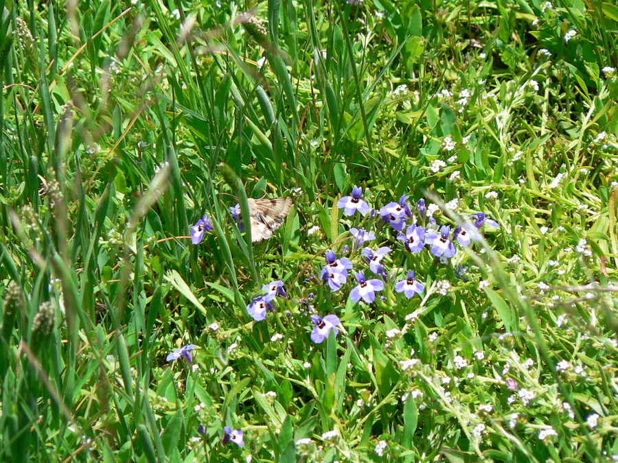 Downingia concolor var. brevior Downingia concolor var. brevior