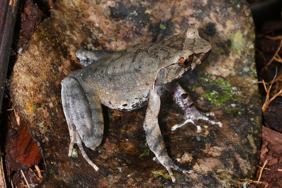 Xenophrys damrei Xenophrys damrei