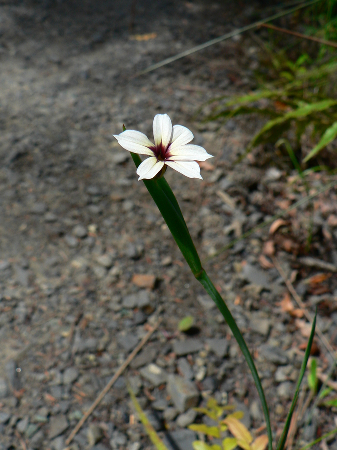 Sisyrinchium iridifolium