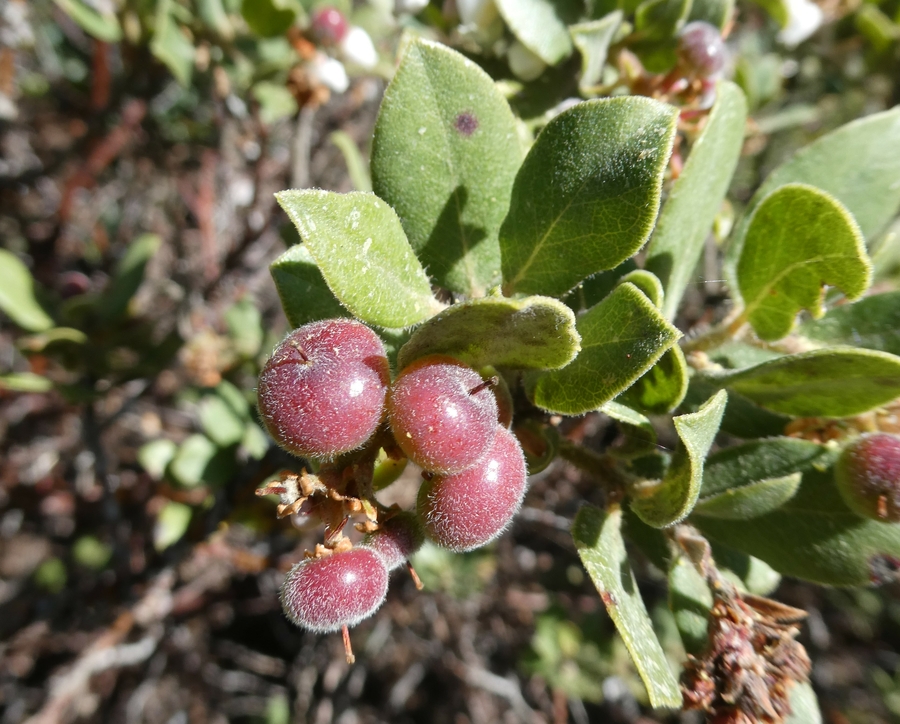 Arctostaphylos crustacea ssp. subcordata