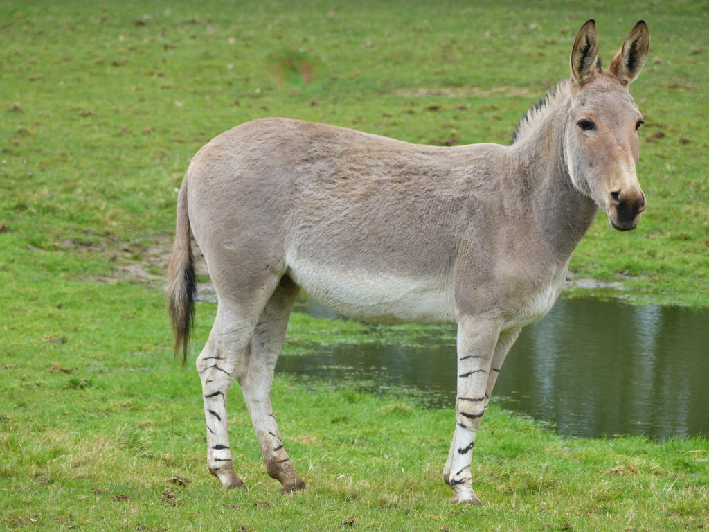 Equus asinus somalicus
