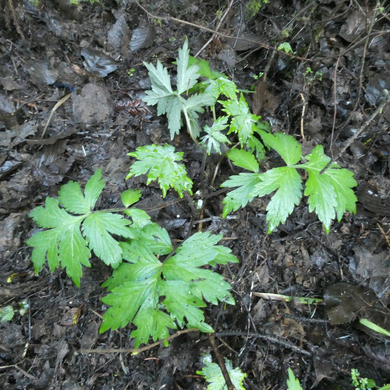 Hydrophyllum tenuipes