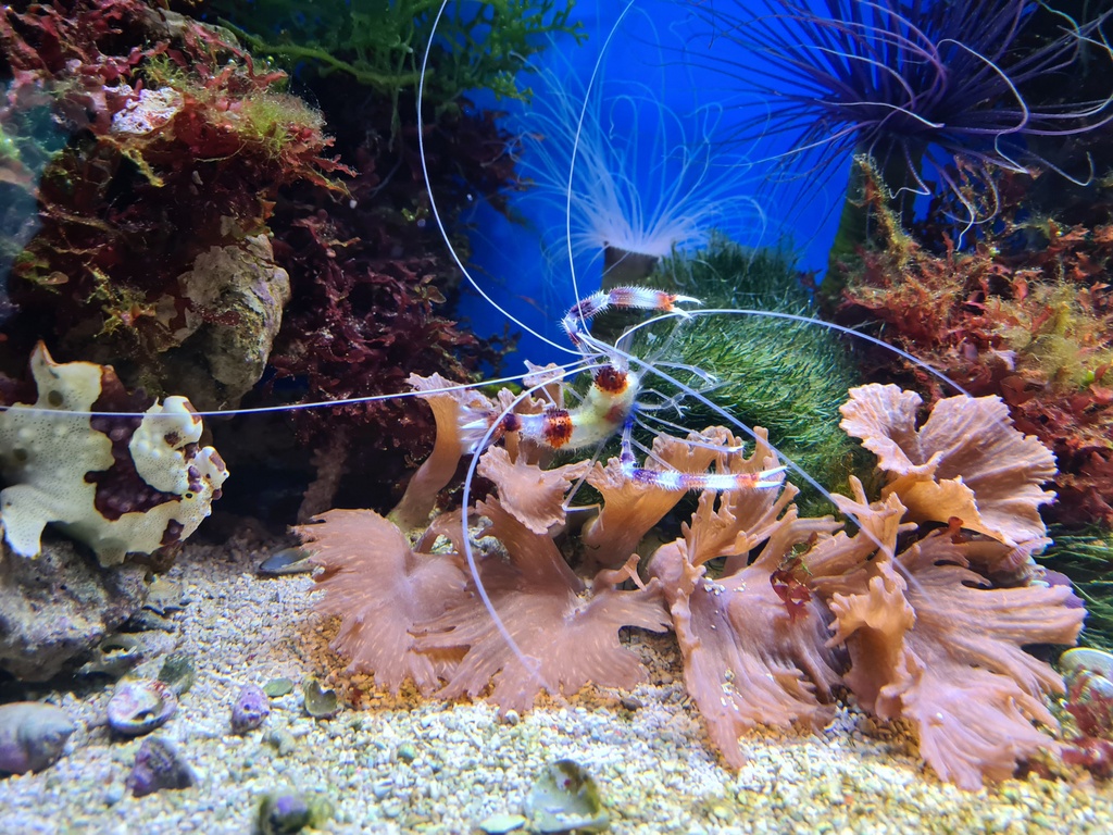 Stenopus hispidus