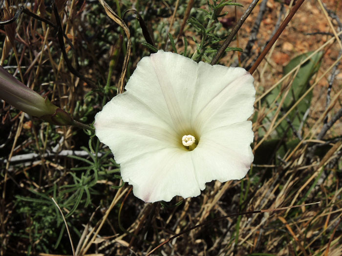 Calystegia stebbinsii Calystegia stebbinsii