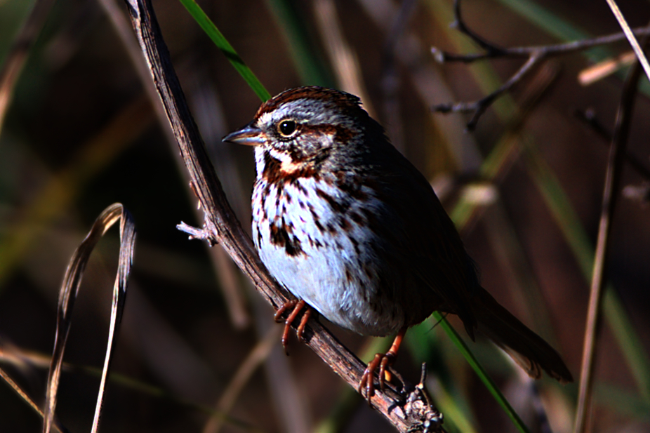 Melospiza melodia