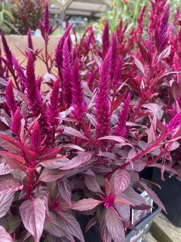 Celosia argentea