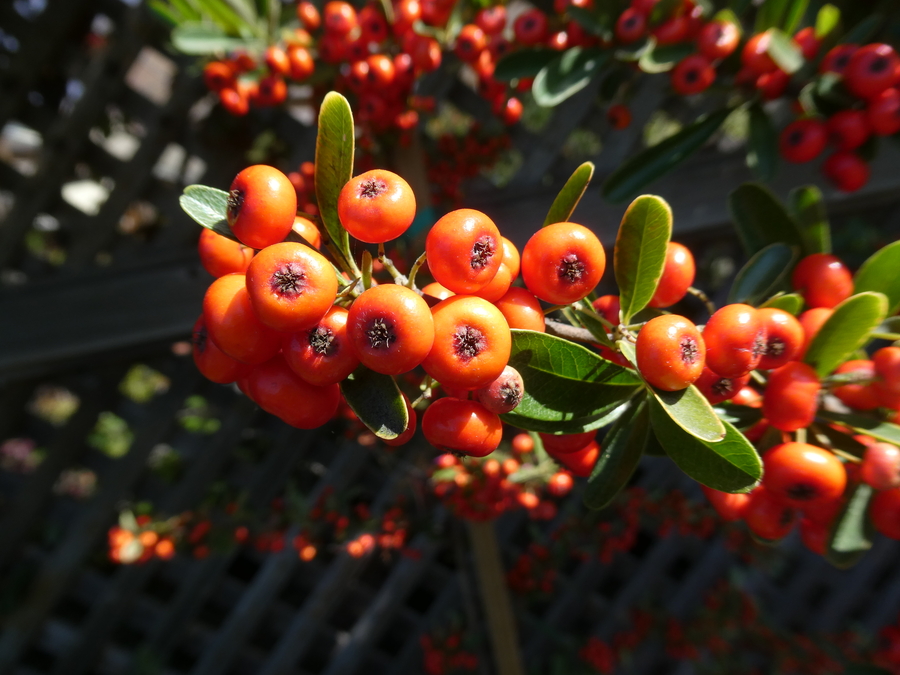Pyracantha coccinea