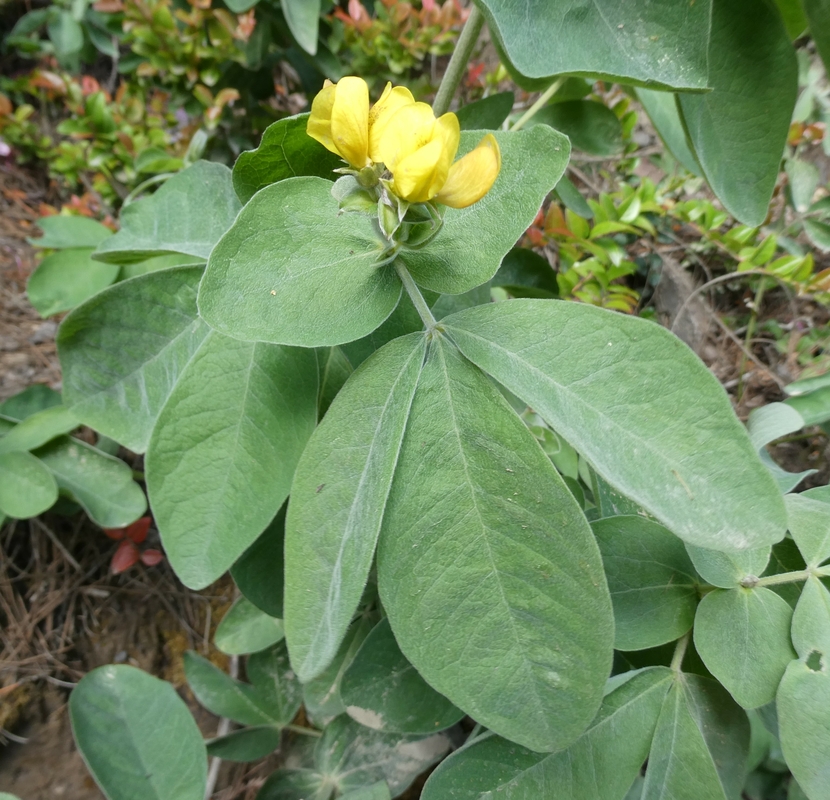 Thermopsis californica var. californica