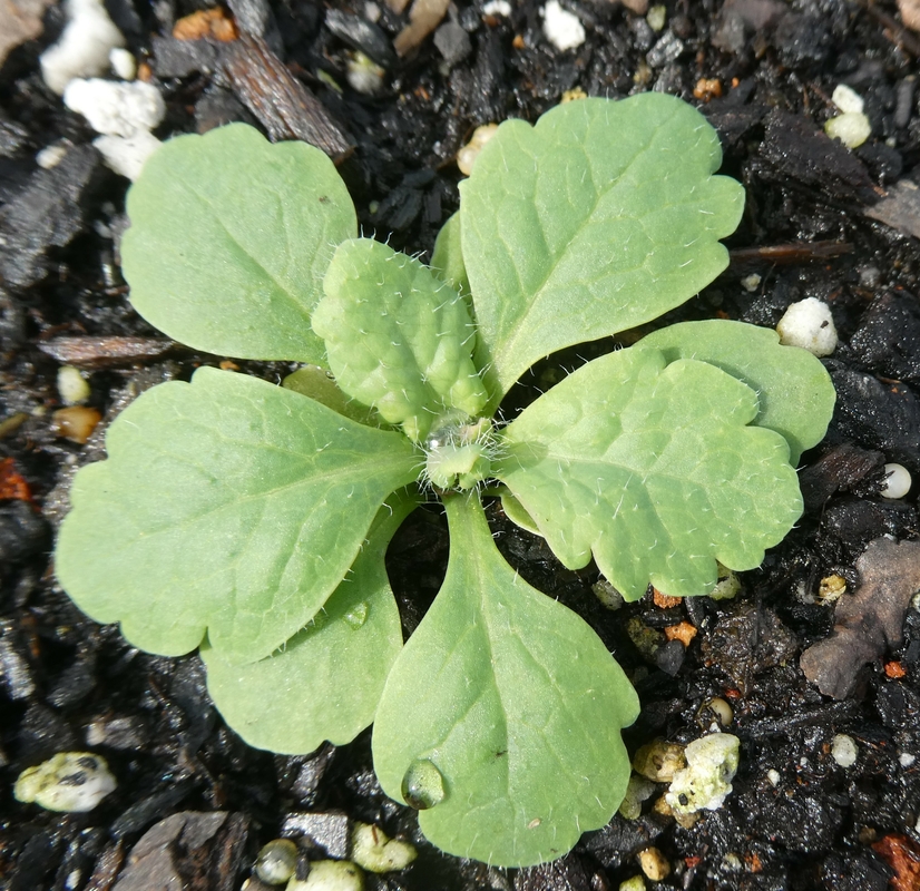 Papaver atlanticum