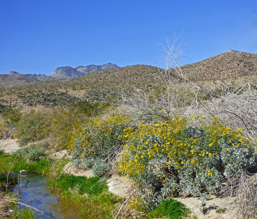 Coyote Creek in upper Coyote Canyon