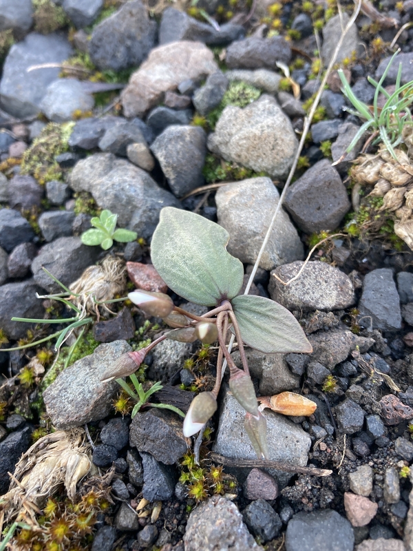 Claytonia crawfordii