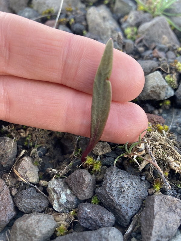 Claytonia crawfordii