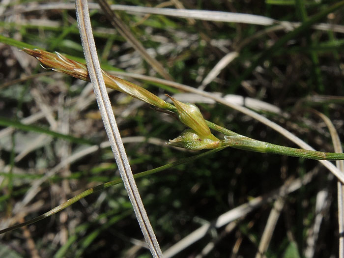 Carex xerophila Carex xerophila