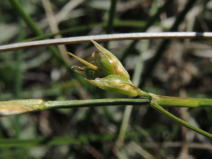 Carex xerophila Carex xerophila