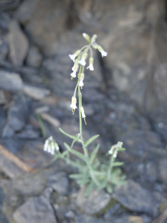 Arabis holboellii Arabis holboellii